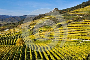 Coloured Vineyards near Duernstein in Autumn