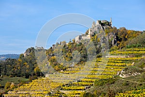 Coloured Vineyards near Duernstein in Autumn