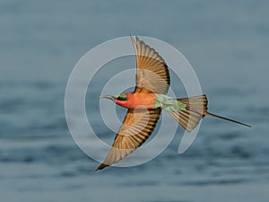 Colourful aerial display against blurred background