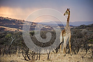 Colourful African Sunrise in a Giraffe South Africa