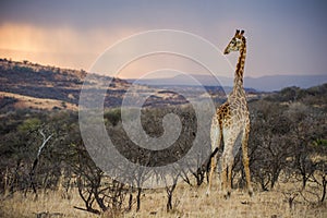 Farebný východ slnka v žirafa juh 