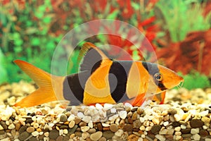 Colourful aquarian small fish