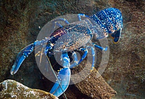 Colourful australian blue crayfish, lobster, cherax quadricarinatus in aquarium