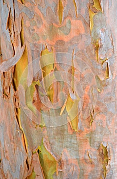 Colorful Australian Gumtree bark