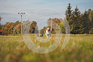 Colourful Australian Shepherd runs around a grassy field and collects his purple disc to play with. Blue merle dog fetching his