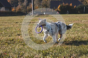 Colourful Australian Shepherd runs around a grassy field and collects his purple disc to play with. Blue merle dog fetching his