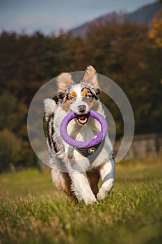 Colourful Australian Shepherd runs around a grassy field and collects his purple disc to play with. Blue merle dog fetching his