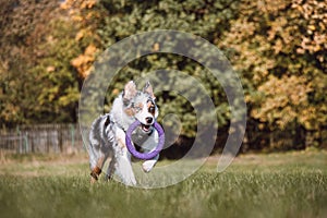 Colourful Australian Shepherd runs around a grassy field and collects his purple disc to play with. Blue merle dog fetching his