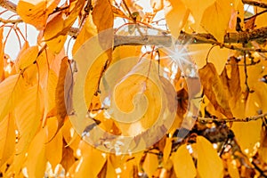 Colourful autumn colours in the Park with sunrise and sunshine in the fall season. Nature in autumn at New Zealand