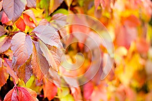 Colourful autumn or fall background