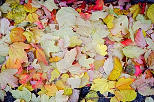 Colourful autumn foliage