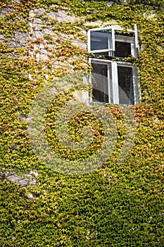 Colourful autumn foliage around window