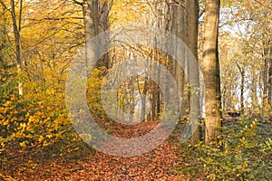 Colourful autumn forest in the Brabantse Wouden National Park. Colour during October and November in the Belgian countryside. The