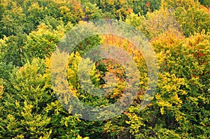 Colourful autumn forest trees