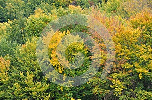 Colourful autumn forest trees