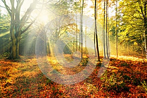 Colourful autumn forest trees with sunbeams in the morning