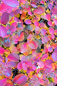 Colourful Autumn Leaf Background