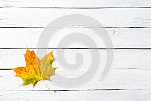Colourful autumn leaf on white wooden table with copyspace.