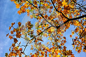 Colourful Autumn leaves.