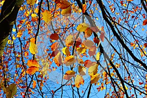 Colourful Autumn leaves.