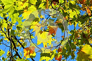 Colourful Autumn leaves.