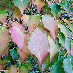 Colourful autumn leaves