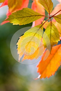 Colourful autumn leaves