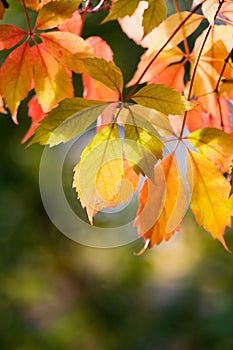 Colourful autumn leaves