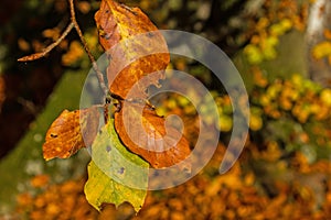 Colourful autumn leaves