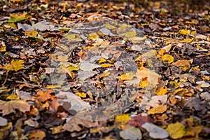 Colourful autumn leaves