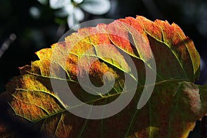 Colourful autumn leaves