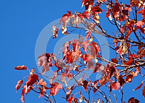 Colourful Autumn Leaves Of An Acer Species In September