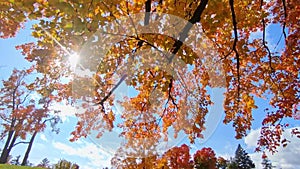 Colourful autumn leaves against a clear blue sky