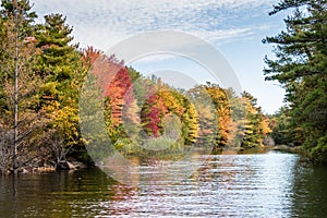 Colourful autumn leaves in Canada