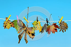 Colourful autumn leaves on a clothesline against the blue sky