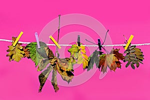 Colourful autumn leaves on a clothesline against a pink background