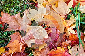 Colourful autumn leaves fallen onto green grass