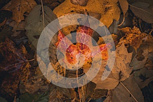 Colourful autumn leaves on the forest floor