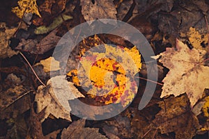 Colourful autumn leaves on the forest floor