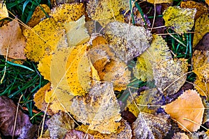 Colourful autumn leaves on grass from above