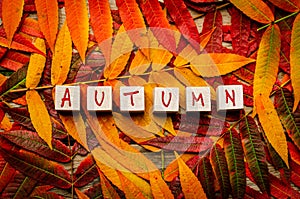 Colourful autumn leaves on grey wood with the word AUTUMN on wooden blocks