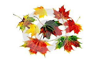 Colourful autumn leaves on a light wood background