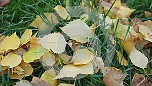 Colourful autumn leaves lying on a grass