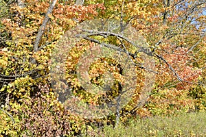 Colourful autumn leaves meeting green grass