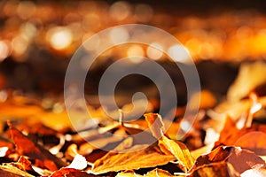 Colourful autumn leaves in orange yellow and brown