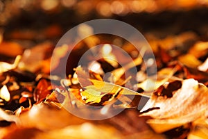 Colourful autumn leaves in orange yellow and brown