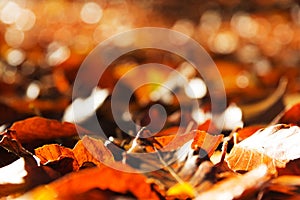 Colourful autumn leaves in orange yellow and brown