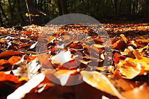 Colourful autumn leaves in orange yellow and brown