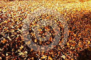 Colourful autumn leaves in orange yellow and brown