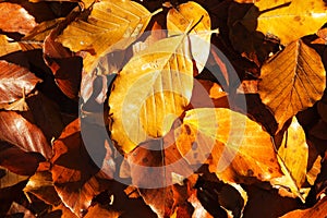 Colourful autumn leaves in orange yellow and brown